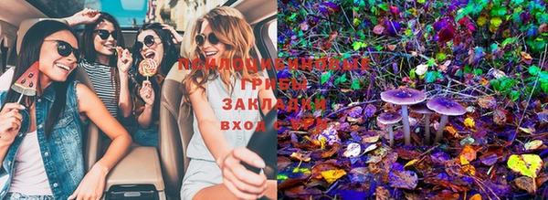 шишки Беломорск